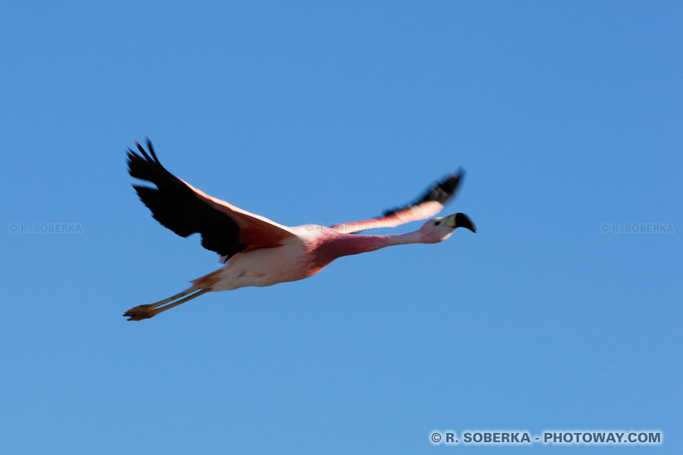 Flamants des Andes en vol