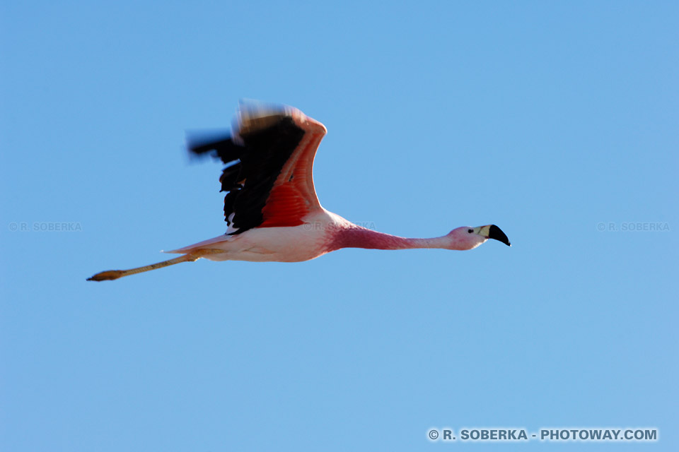 Photo du battements d'ailes d'un flamant rose du Chili