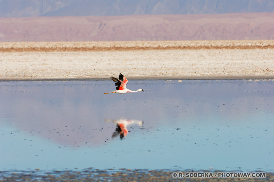 Lieu de nidification des Flamants Roses dans la Lagune Chaxa au Chili