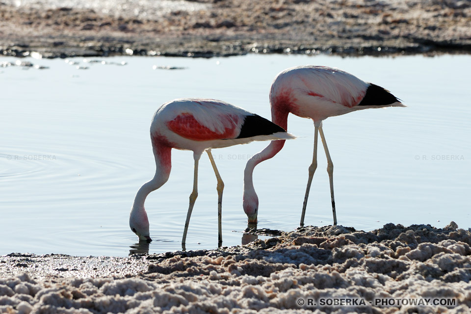 Photos de flamants roses, images de deux flamants roses