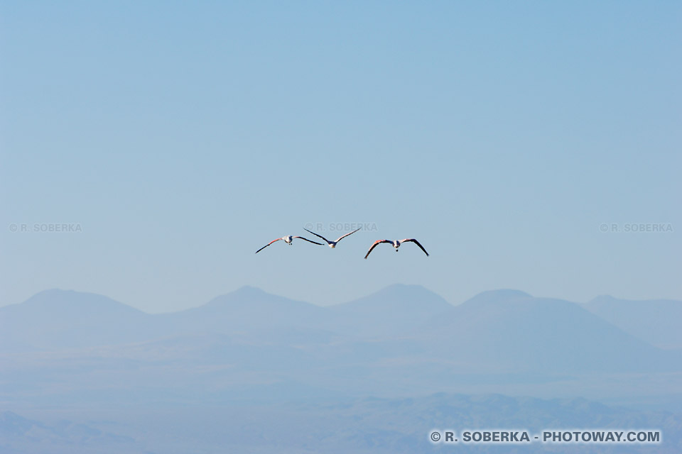 Images de flamants roses image de 3 flamants roses en plein vol