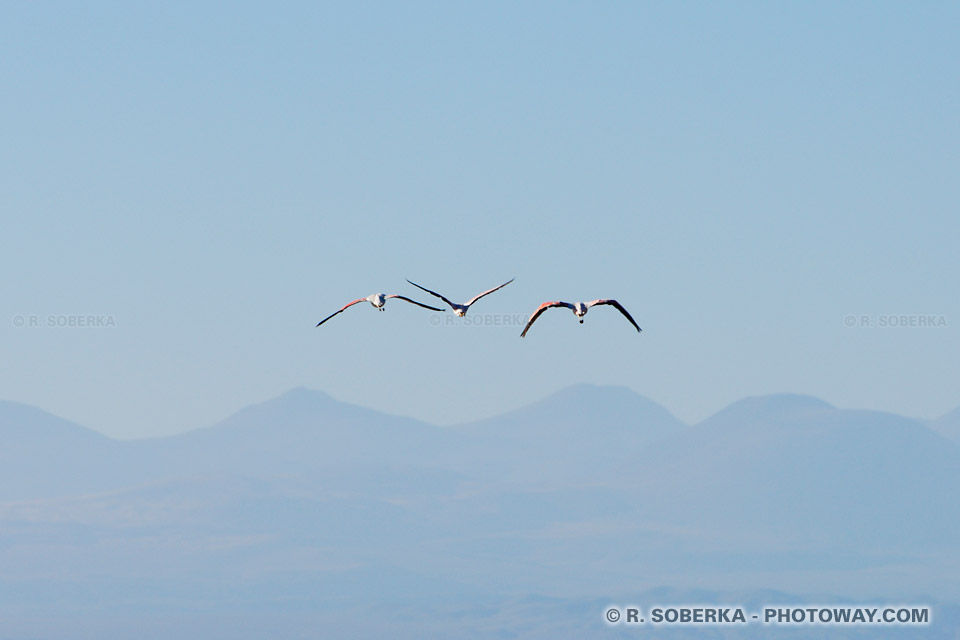 Images Flamants des Andes en vol photos au Chili