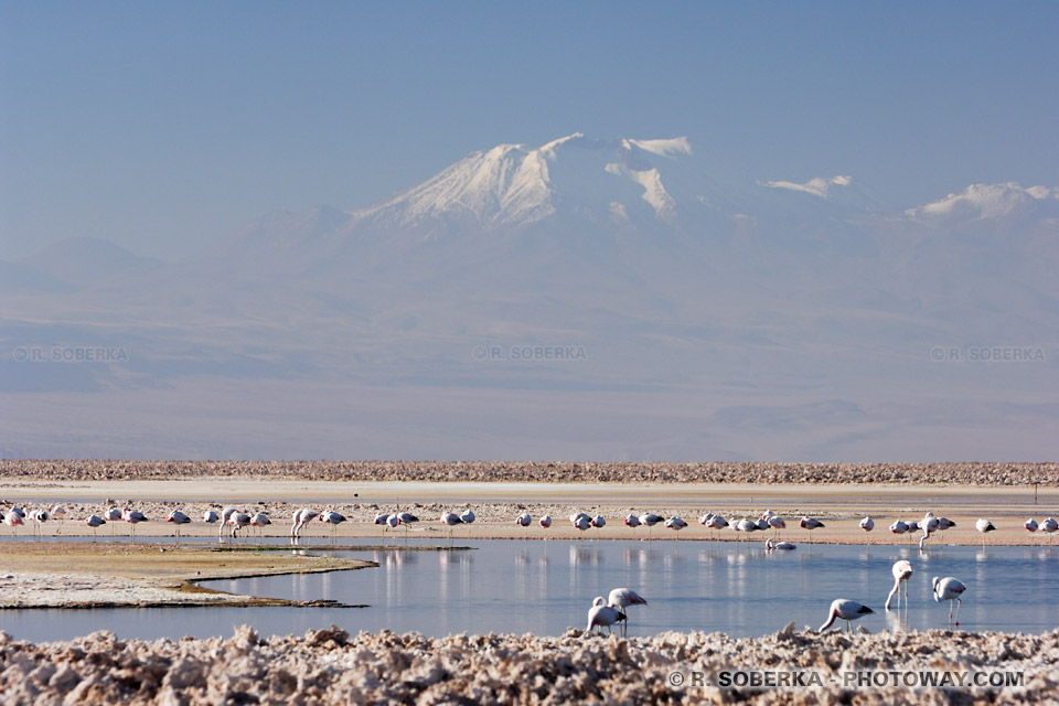 Lagune Chaxa photo de la laguna Chaxa dans le Salar d'Atacamaau Chili