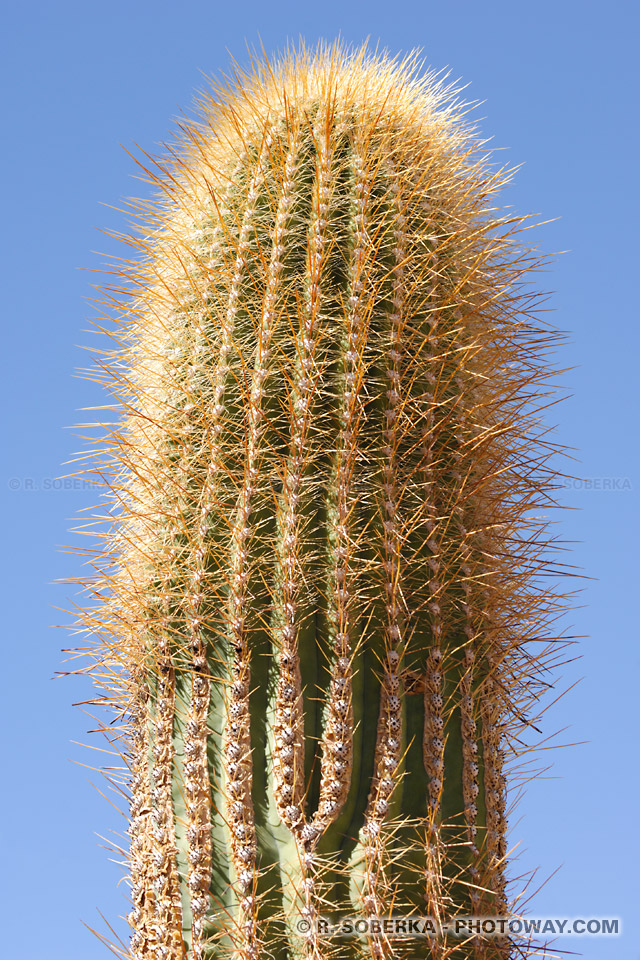 Cactus dans le désert d'Atacama au Chili