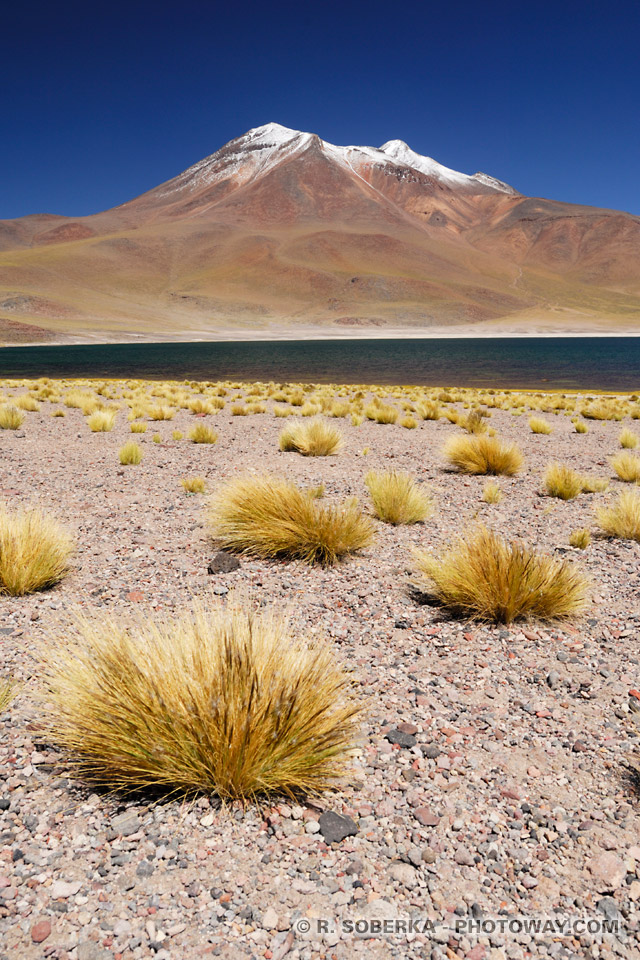 Végétation de l'Altiplano photo de la Cordillère des Andes au Chili