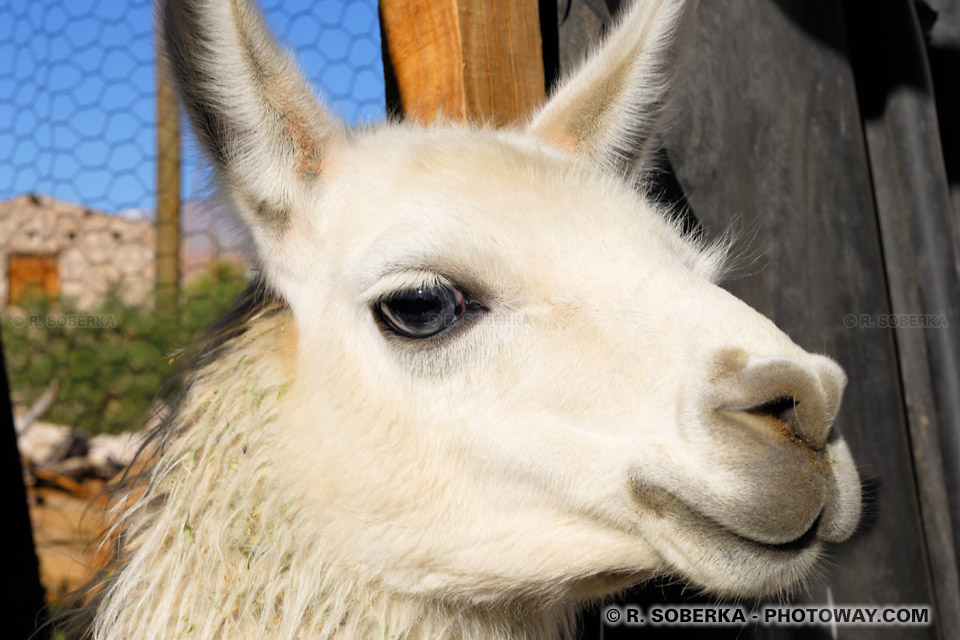 Photos de lama photo du lama des Andes au Chili