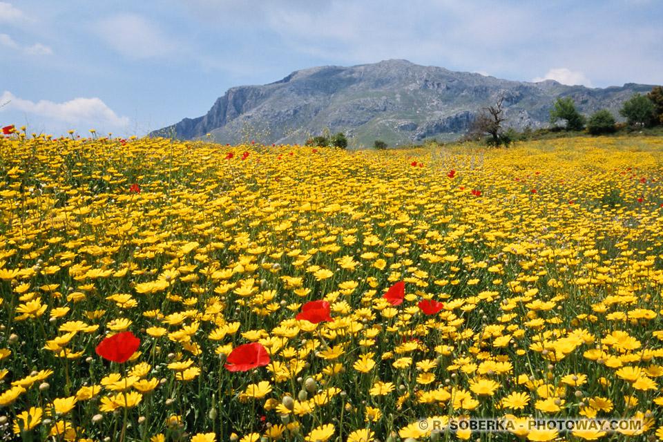 Photos de marguerites photo d'un champ de marguerites au printemps