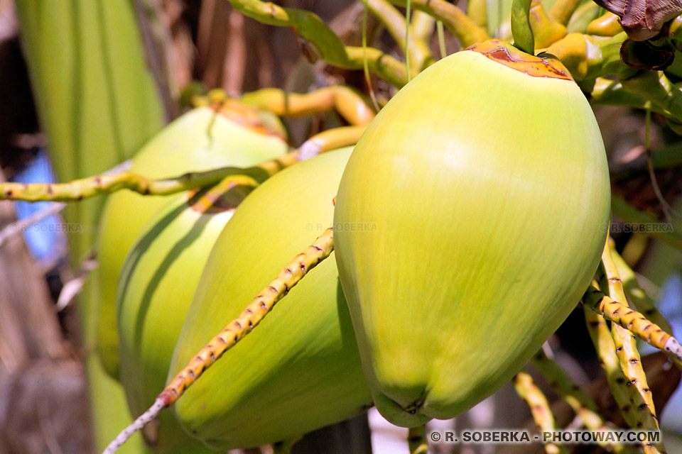 image Photos de noix de coco fraîche photo sous les tropiques voyage à Cuba sur Photoway