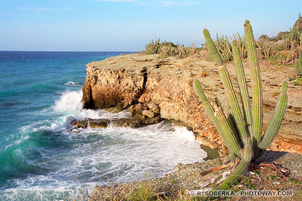 cactus de Cuba dans les Caraïbes