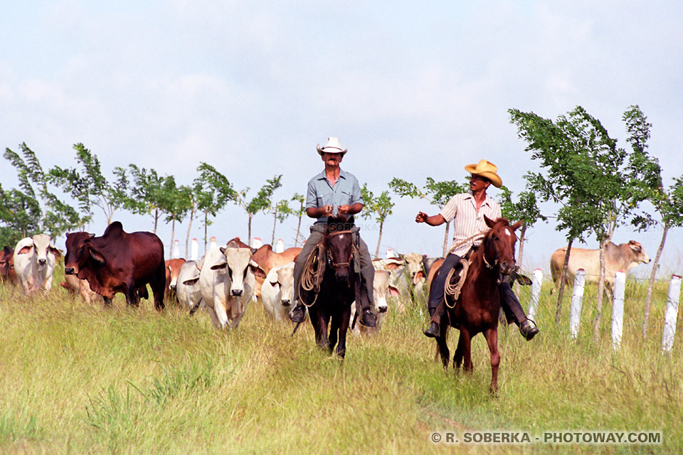 Image et photos de cow-boys cubains, photo cavaliers et chevaux à Cuba sur photoway.com