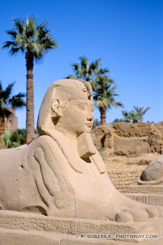 Images et Photos de Sphinx photo du Sphinx du pharaon Nectanébo Louxor égypte