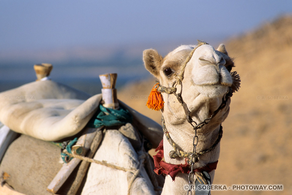 Photos de moyens de locomotion dans le desert reportage photo en Egypte