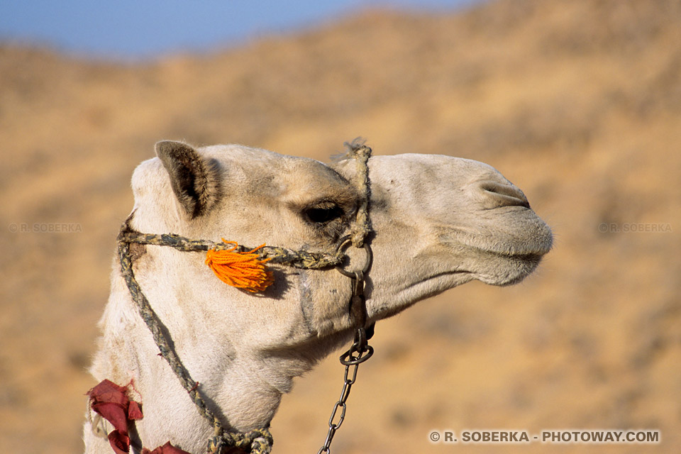 Photos chameaux photo dans le désert egyptien stock images