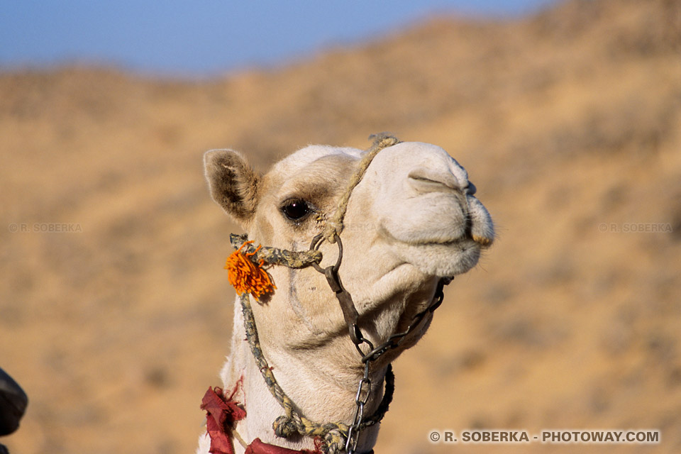 Photos de chameau photo sympathique dans le desert voyage en Egypte