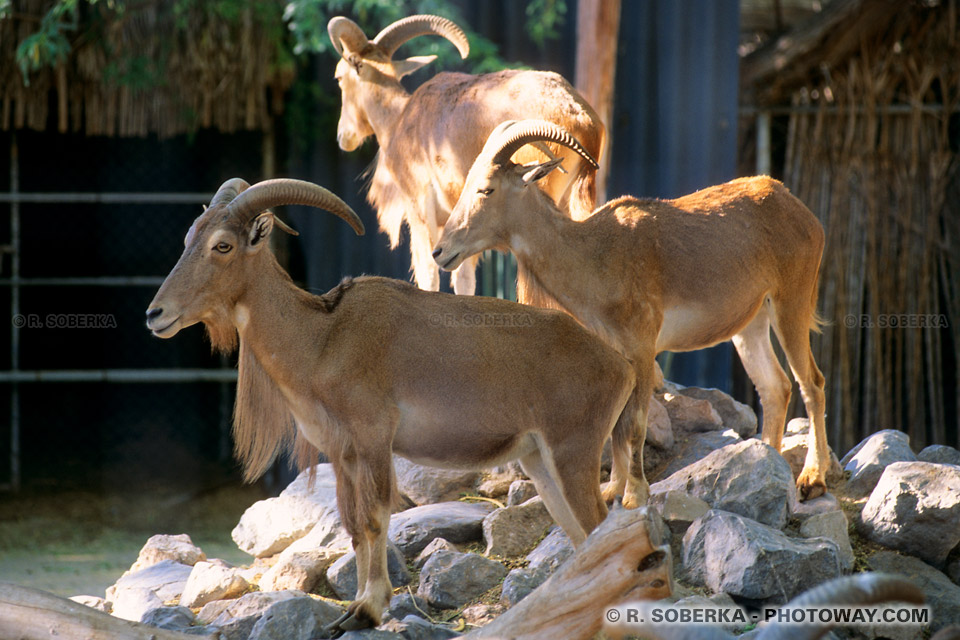 Image Photos de mouflons photo d'un mouflon des monatgnes à Dubaï