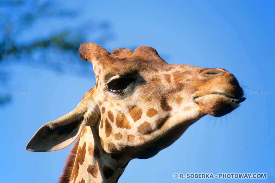 Image Photos de girafes photo d'une girafe à Dubaï aux Emirats Arabes