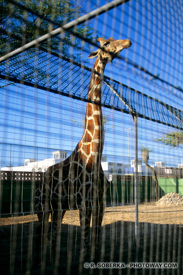 Image Photos du zoo photo visite du zoo de Dubaï Emirats Arabes Unis