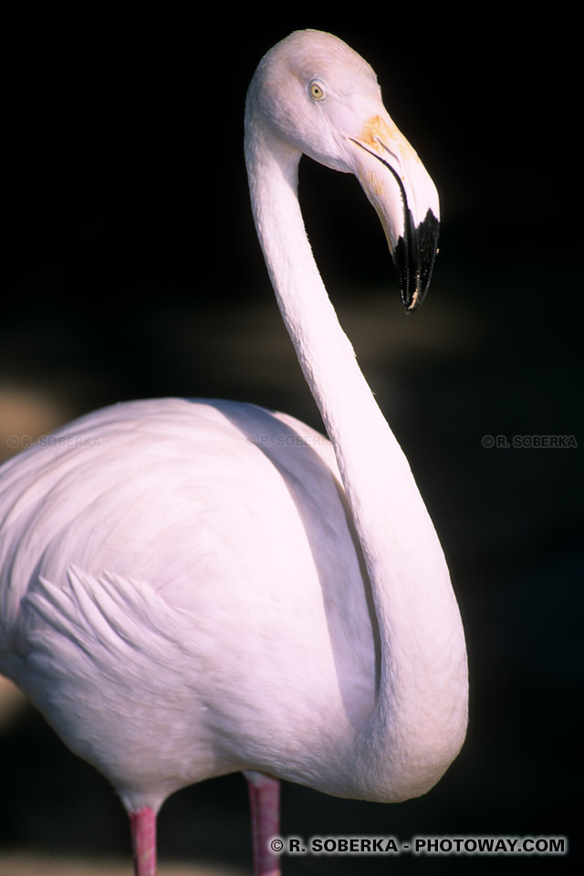 Image Photos de flamants roses photo d'un flamant rose à Dubaï