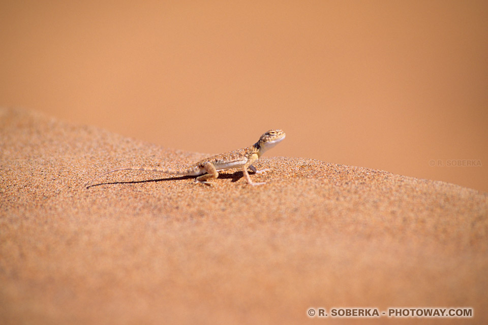 Image Photo de lézard photo d'un lézard dans le désert des Emirats Arabes