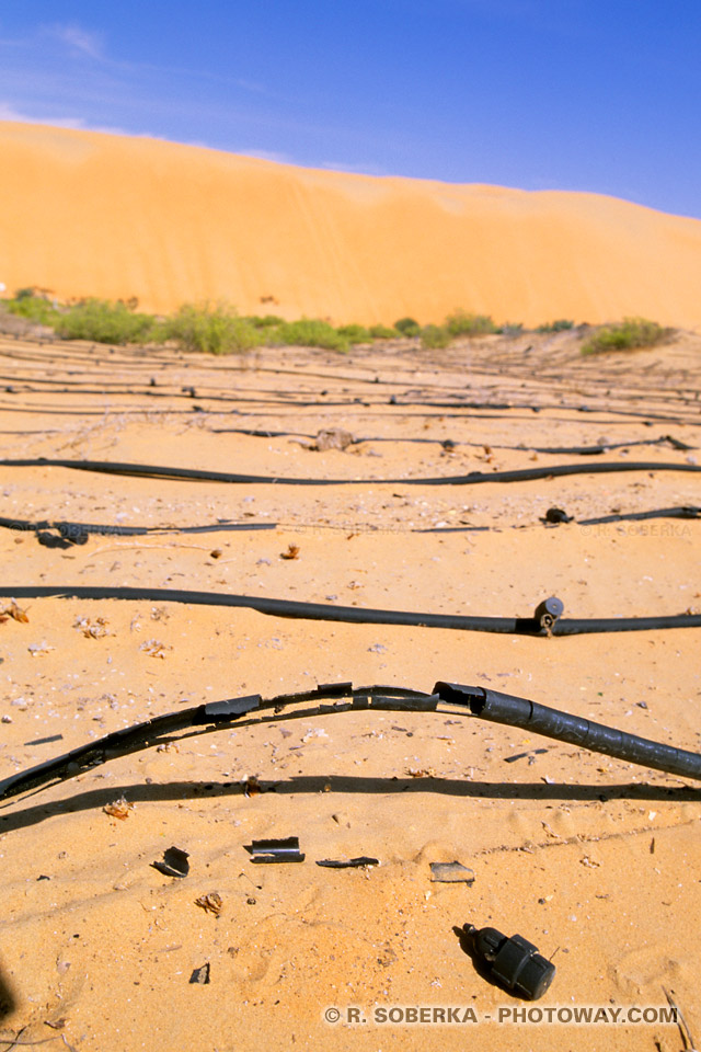 Culture intensive et irrigation dans le désert climat et température oasis