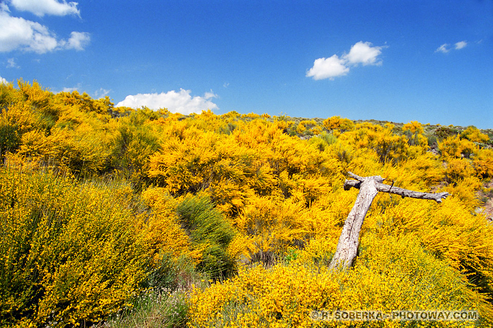 Images - Photos du printemps andalous photo paysage au printemps en Andalousie