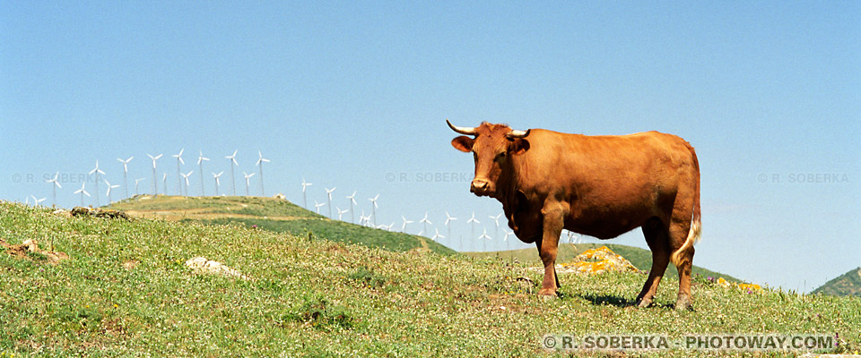 Vaches Tarifa