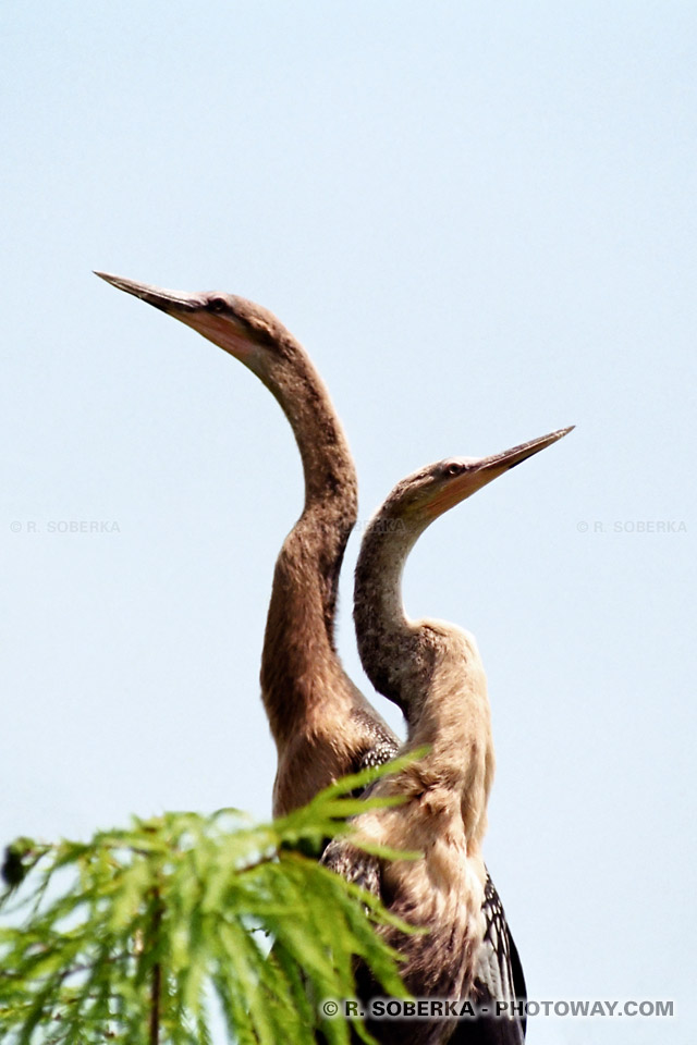 Photos d'oiseaux tropicaux : photo de deux oiseaux, images de Floride