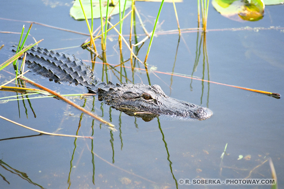 Photos d'alligators : photo d'un alligator, image du parc des Everglades en Floride