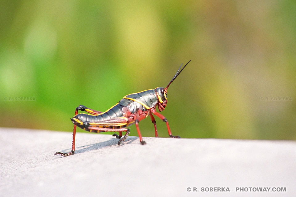 Photo d'un Cricket géant, images des Everglades de Floride