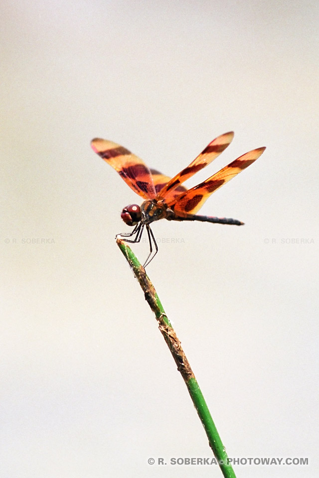 Photos de libellules - photo d'une libellule en Floride