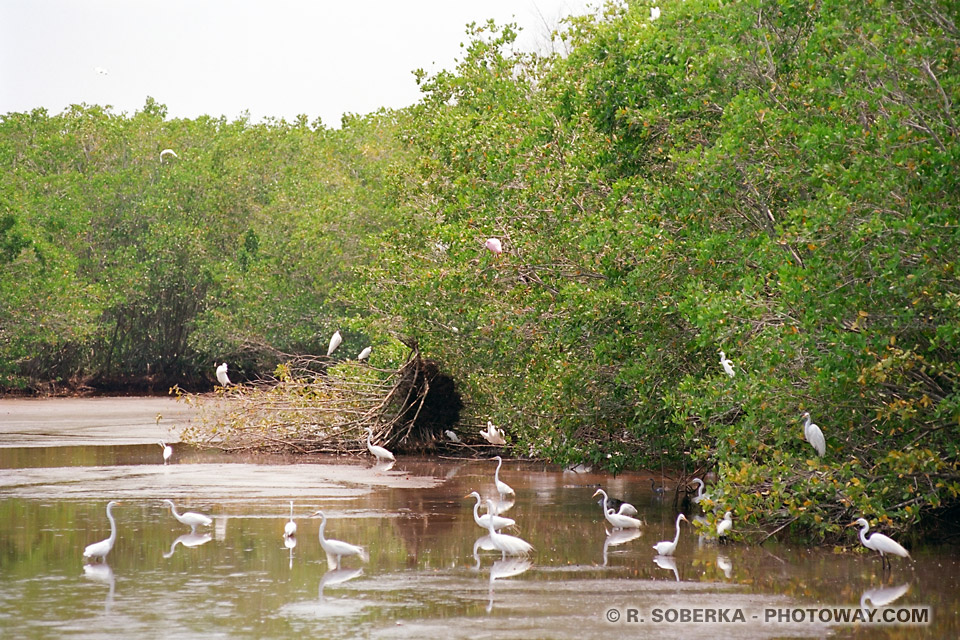 Photos des Everglades en Floride