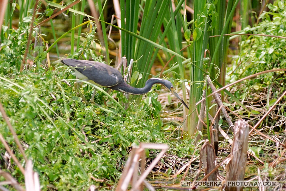 oiseaux images du parc des Everglades en Floride