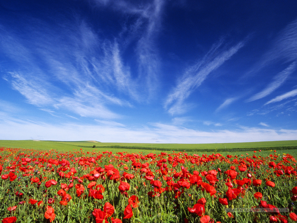 Fond Décran Champ De Coquelicots Fonds Décran Côte Dopale