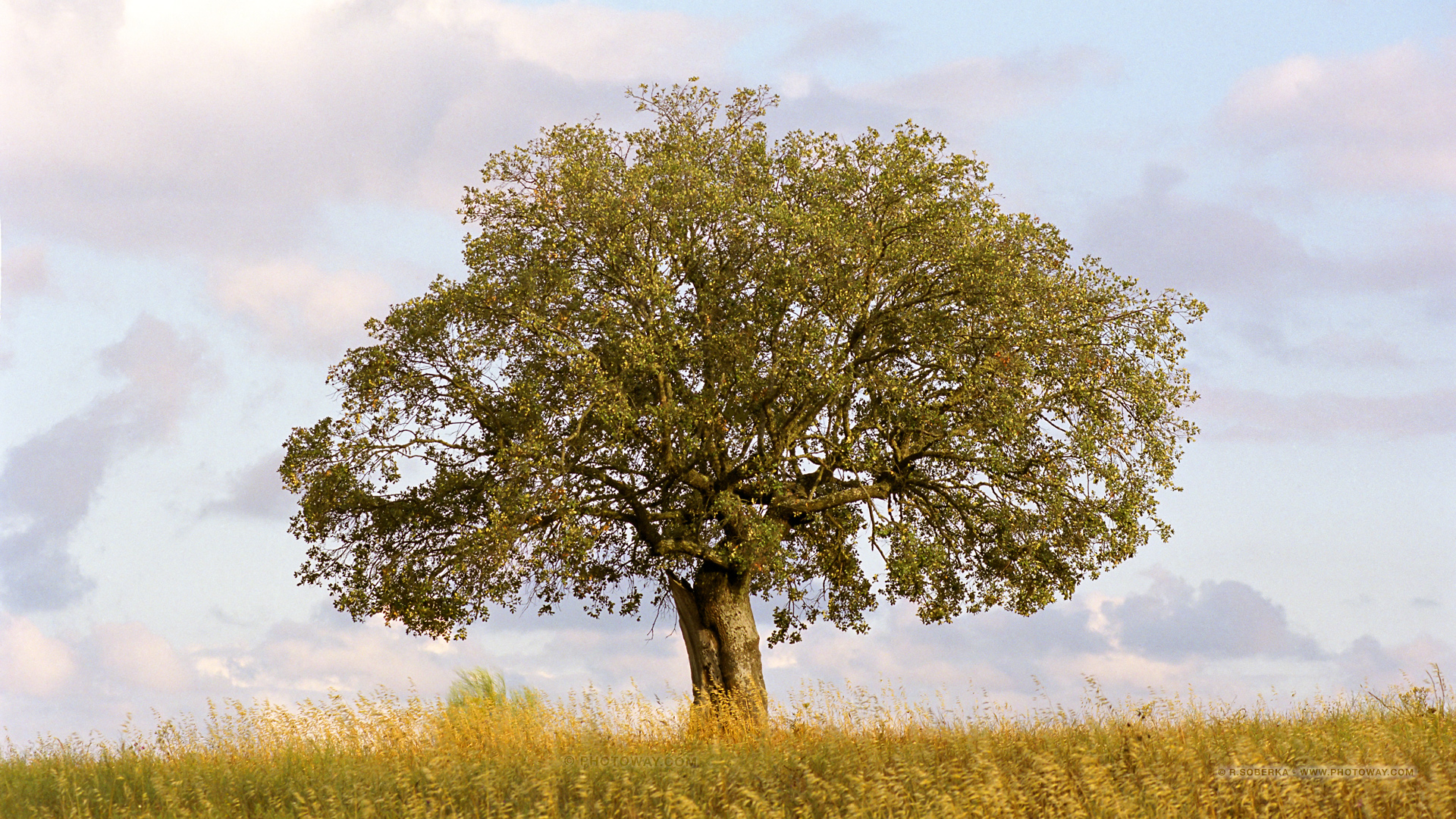  Fond  d cran arbre  au Portugal t l chargement gratuit 