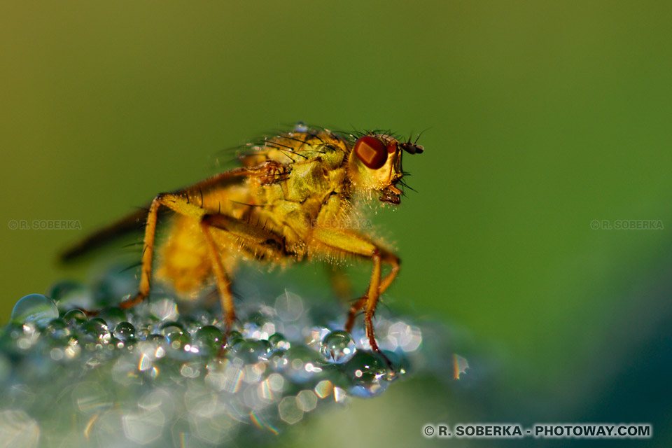 Imge et photos de mouches photo d'une mouche à merde