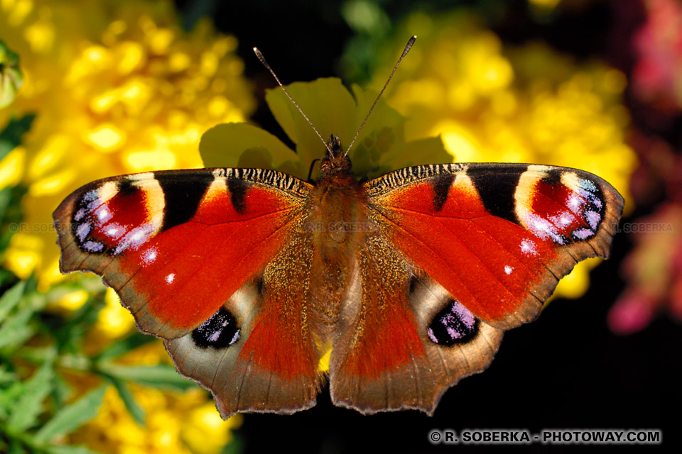 image d'un papillon : photothèque d'insectes, photo d'un papillon