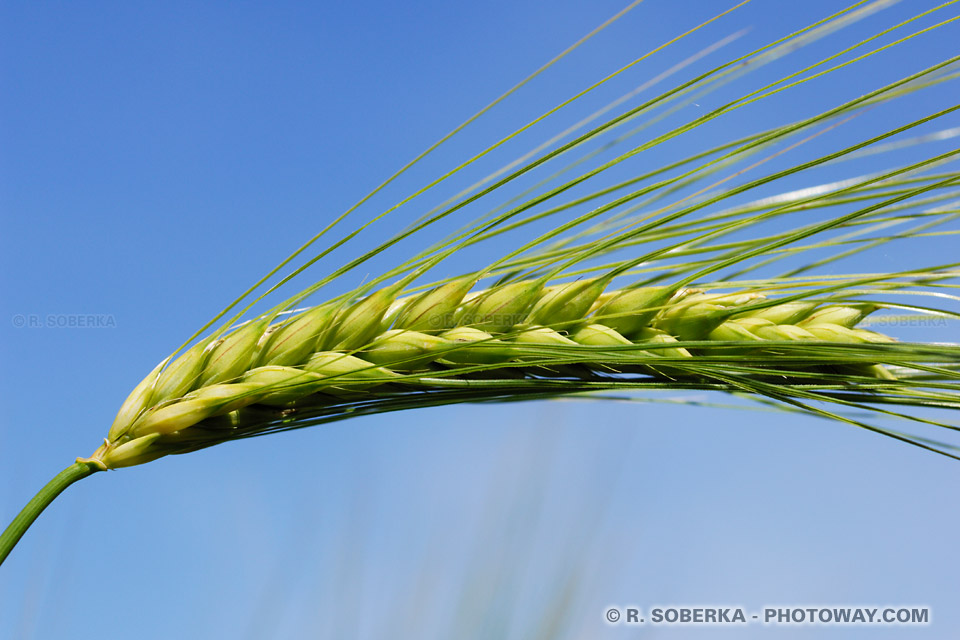 Photos d'épis de blé : photo d'un épi de blé