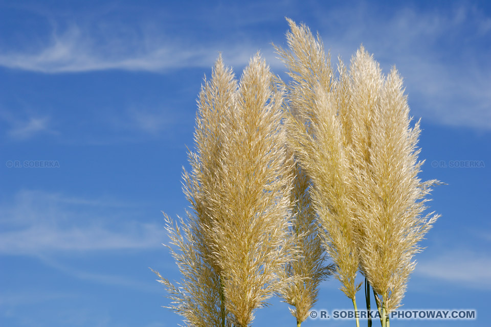 Image de Fond d'écran de la nature wallpaper