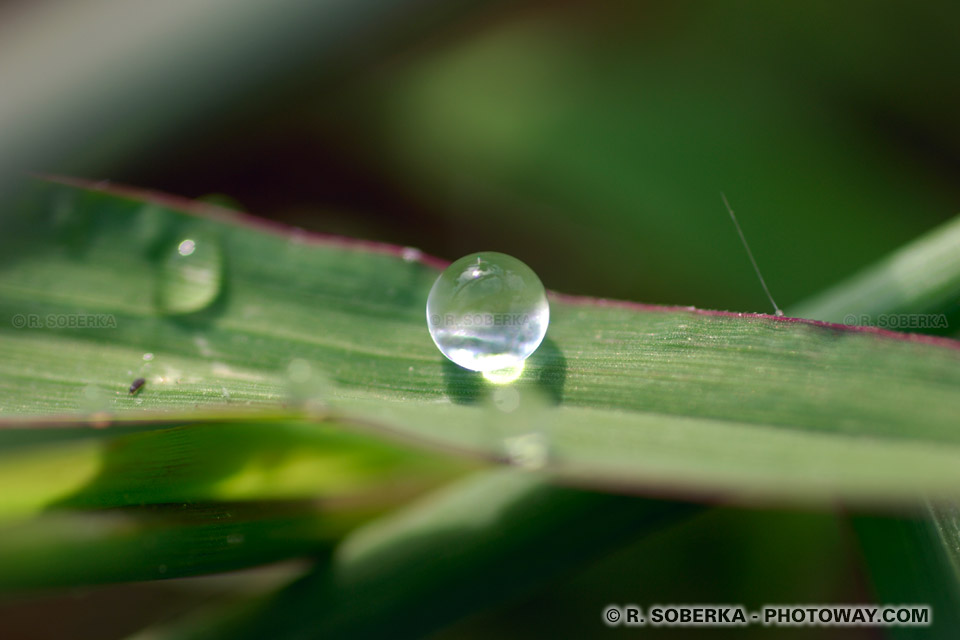 Photos de gouttes d'eau photo d'une goutte d'eau sur une feuille