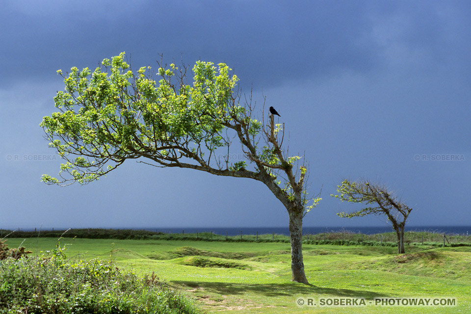 Images Photos de corbeaux photo du corbeau sur un arbre photos Normandie