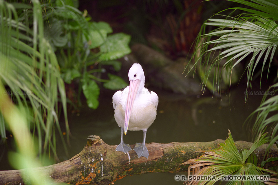 Photos oiseaux photo jardin botanique visite de Hong-Kong images