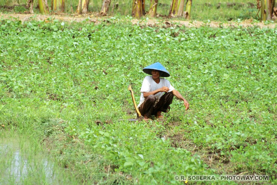 Photos du semis du riz photo d'un paysant indonésien à Java