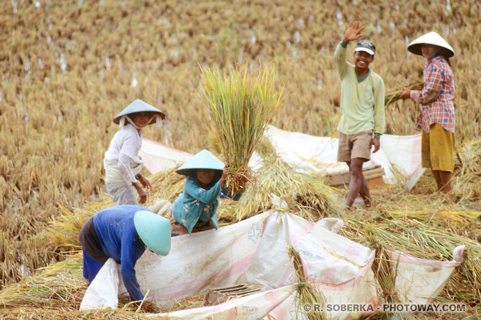 Photos de la récolte du riz : photo de paysants indonésiens à Java