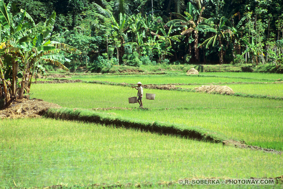 Photos de jungle indonésiènne : traversée de Java photo en Indonésie