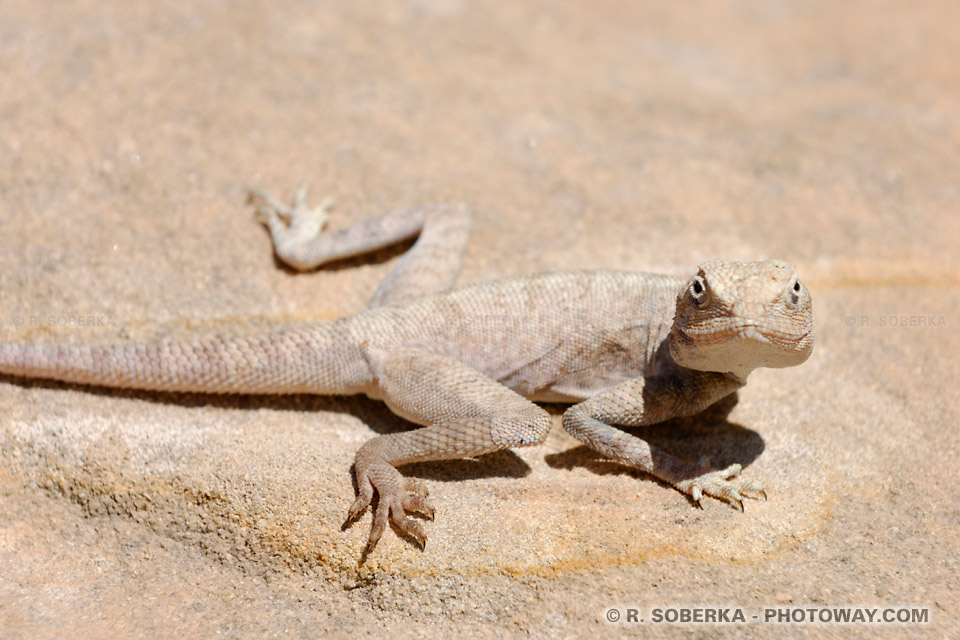 Image d'un fros lézard : photothèque d'animauxes, insectes