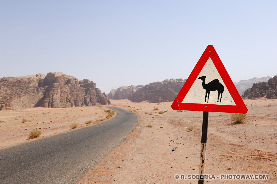 Photo panneau routier avec chameau au bord d'une route du désert