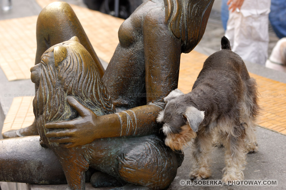 Photos de chiens : photo d'un chien comique et d'une statue