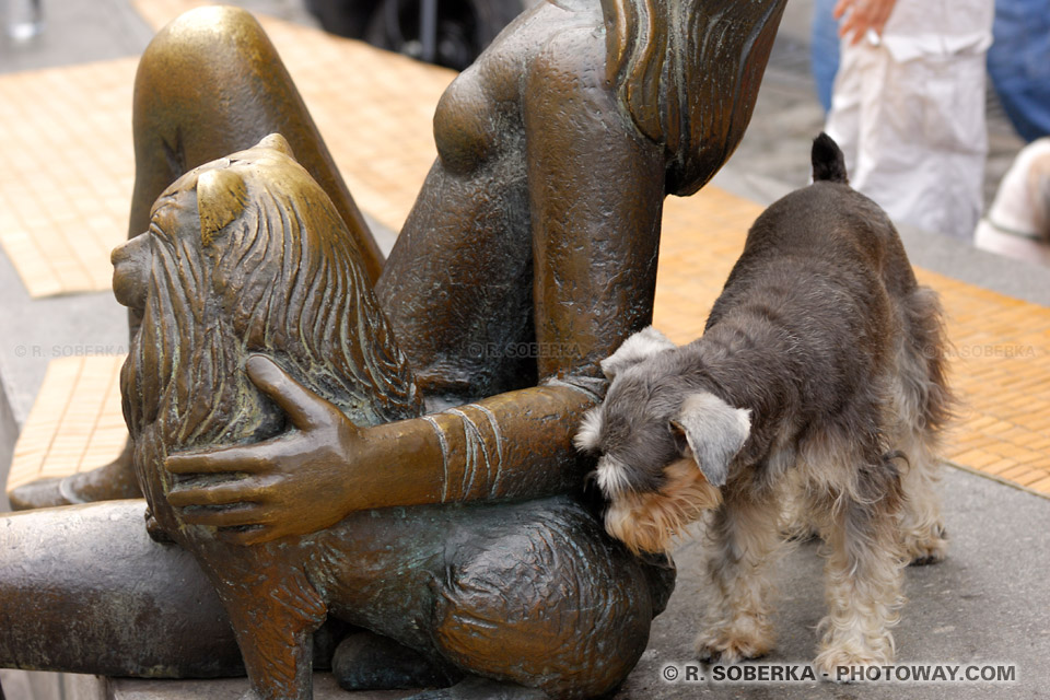 Photos de chiens : photo d'un chien comique et d'une statue