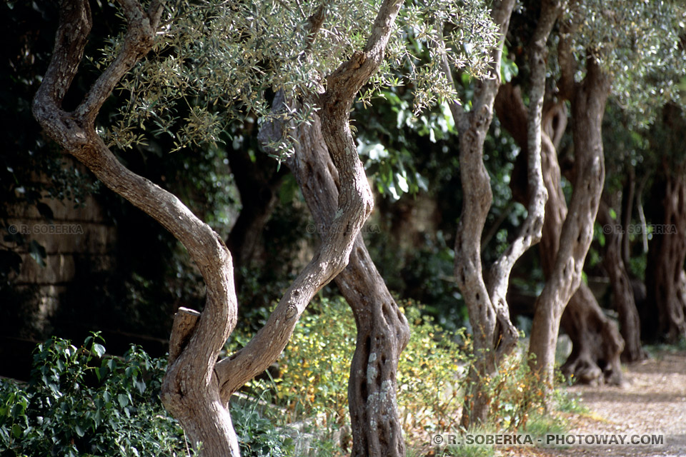 Images Photos des Buskett Gardens visite de Malte et photo d'oliviers