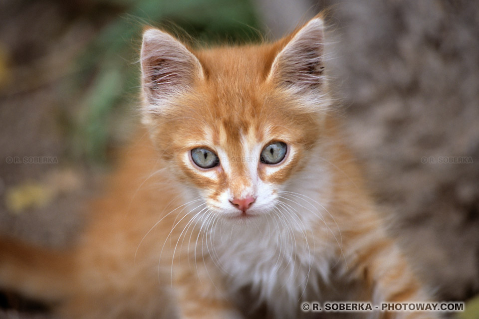 Photo chaton photo d'un chaton tigré photothèque images animaux 